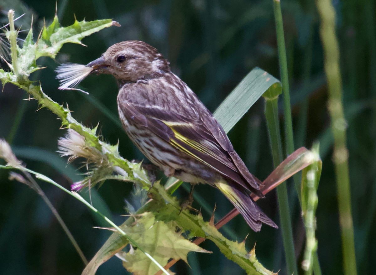 Pine Siskin - ML166945391