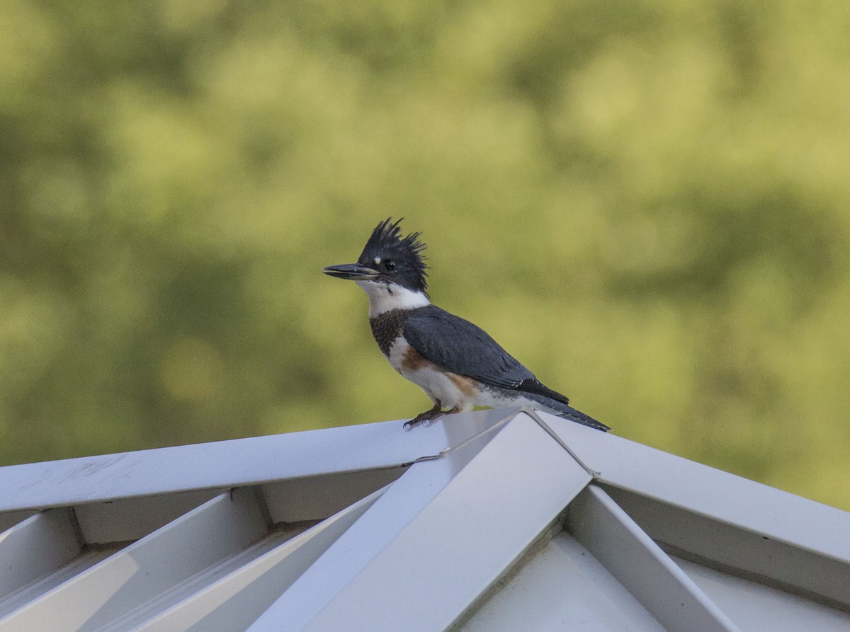 Belted Kingfisher - ML166945611
