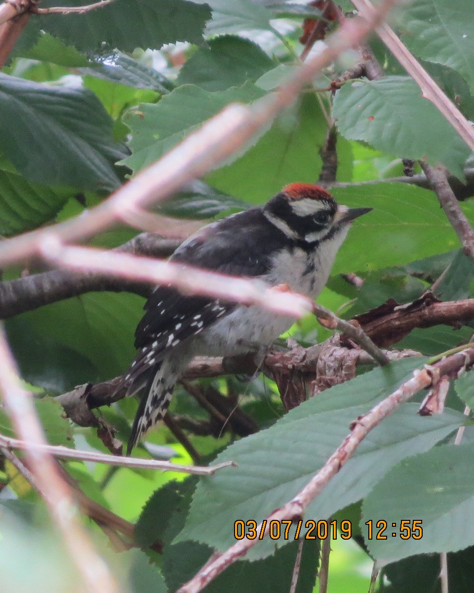 Downy Woodpecker - ML166947611