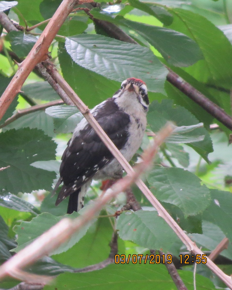 Downy Woodpecker - ML166947621