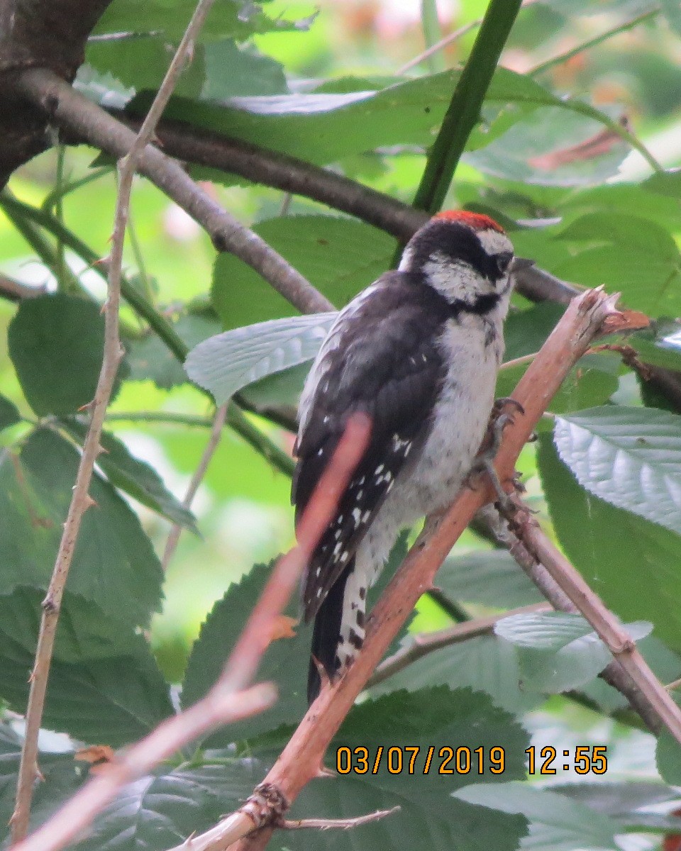 Downy Woodpecker - ML166947631