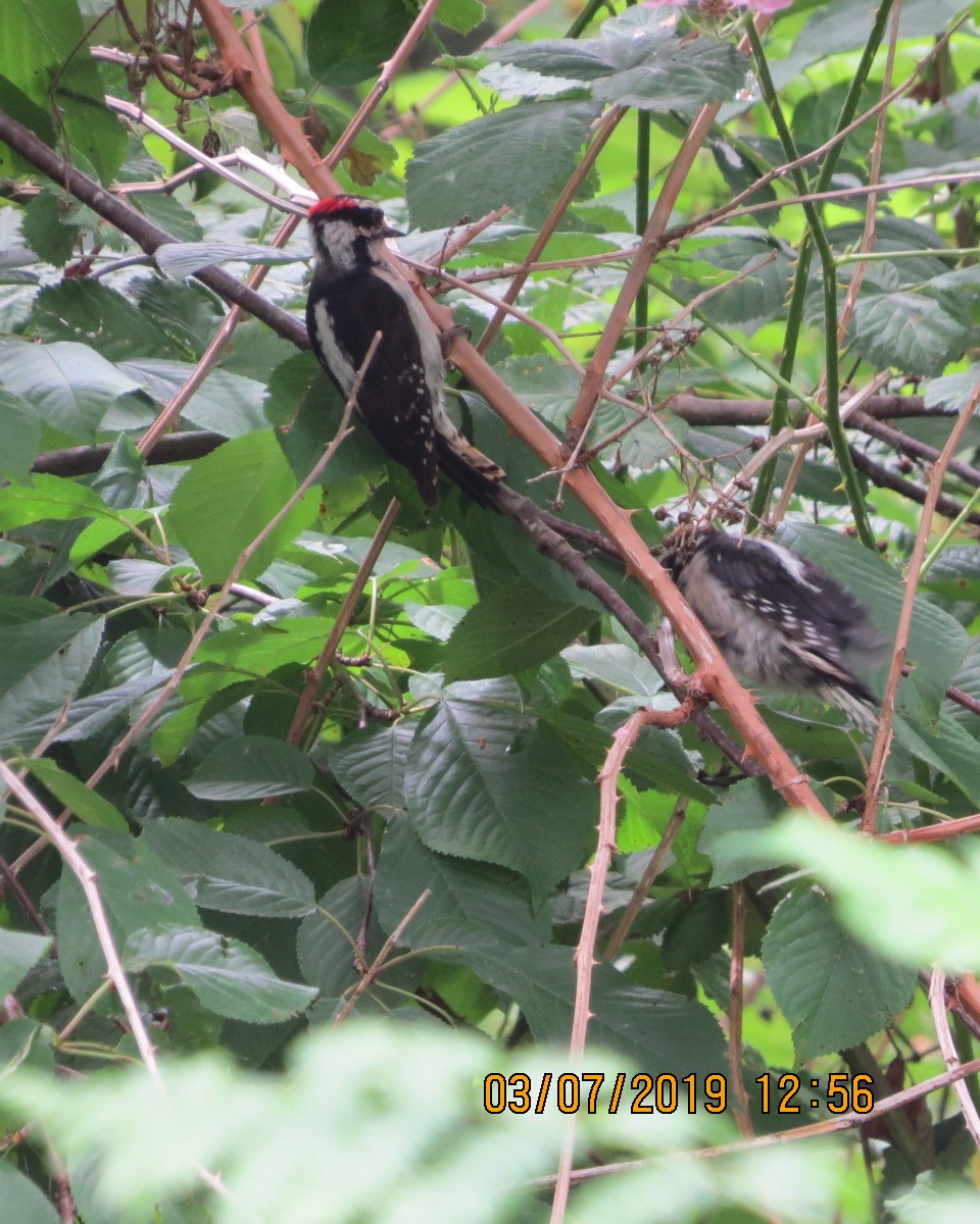Downy Woodpecker - ML166947641