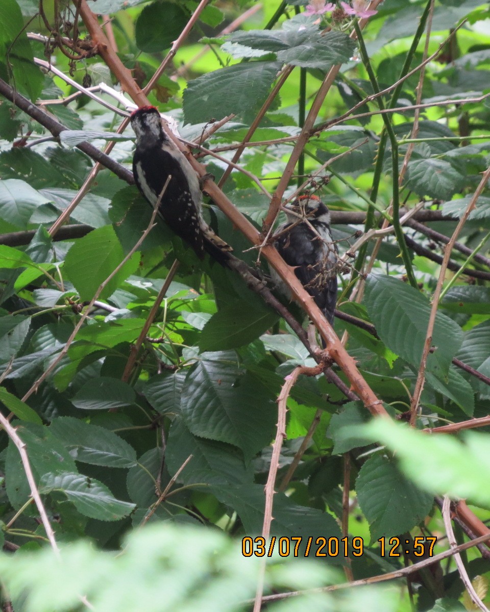 Downy Woodpecker - ML166947661