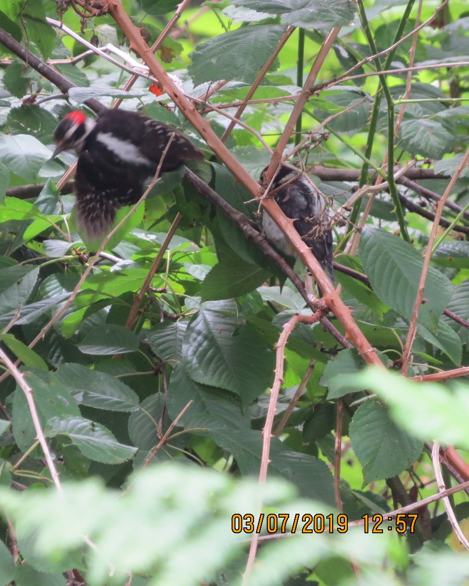 Downy Woodpecker - ML166947671