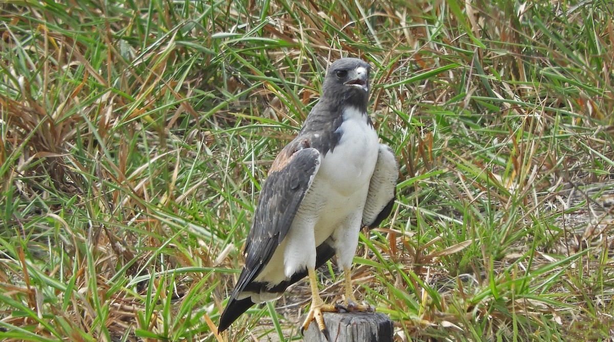 White-tailed Hawk - ML166947691