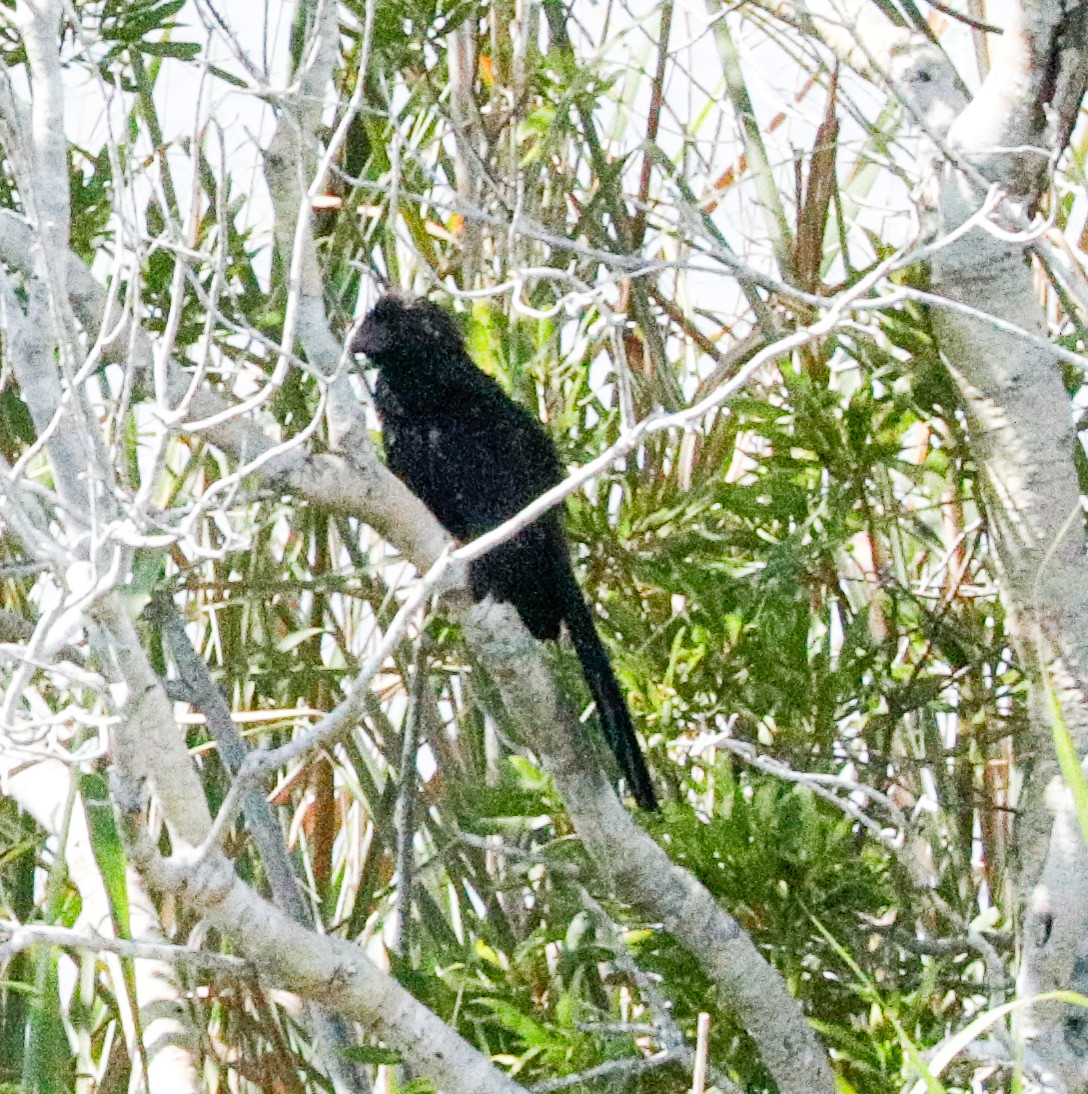 Smooth-billed Ani - ML166947871