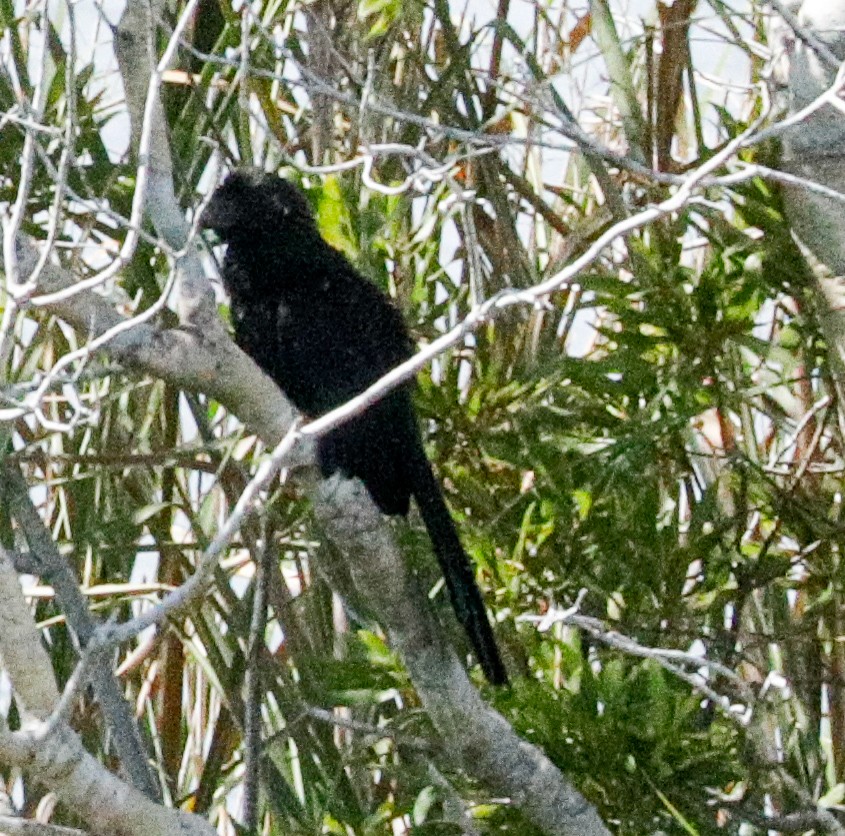 Smooth-billed Ani - ML166947921