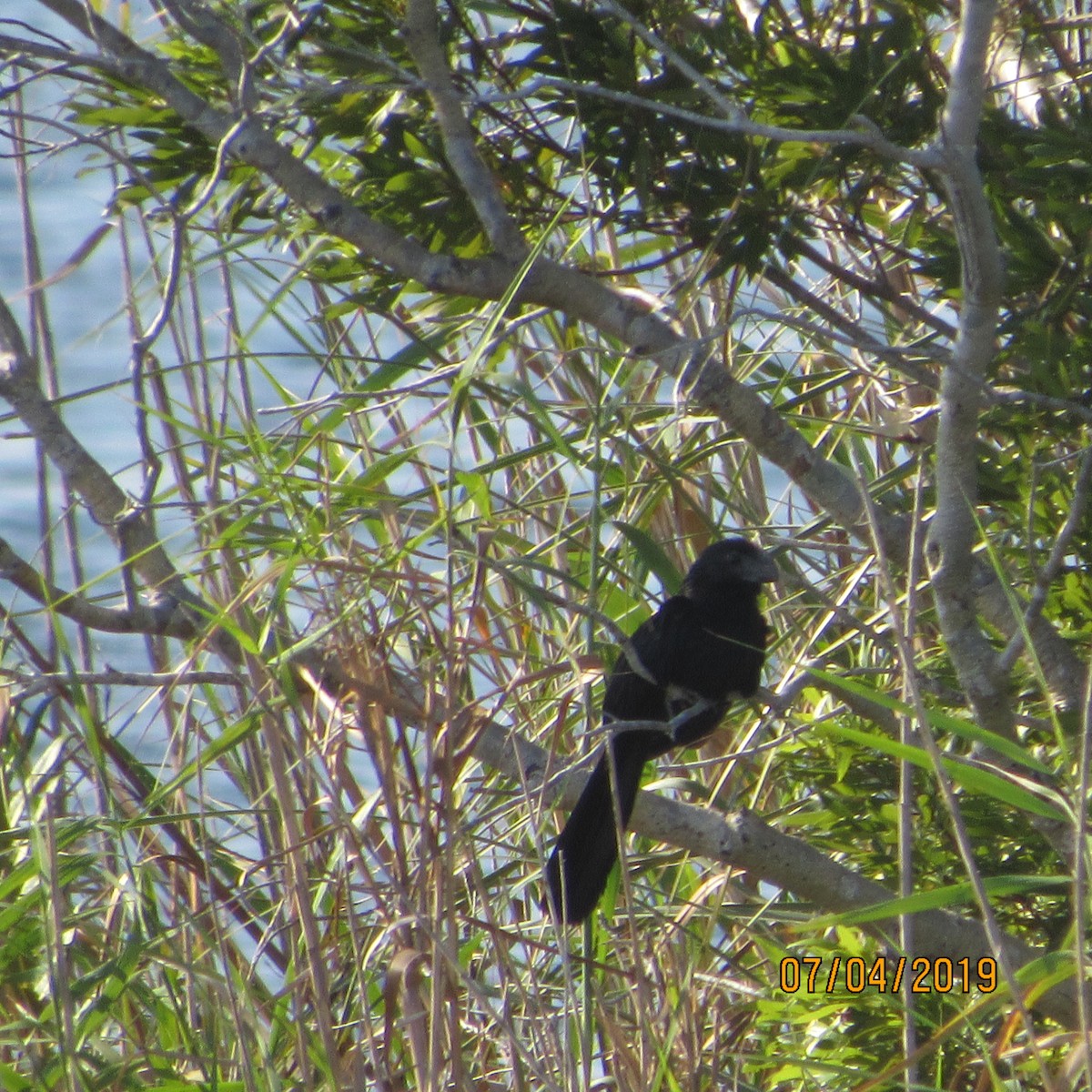 Smooth-billed Ani - ML166948141