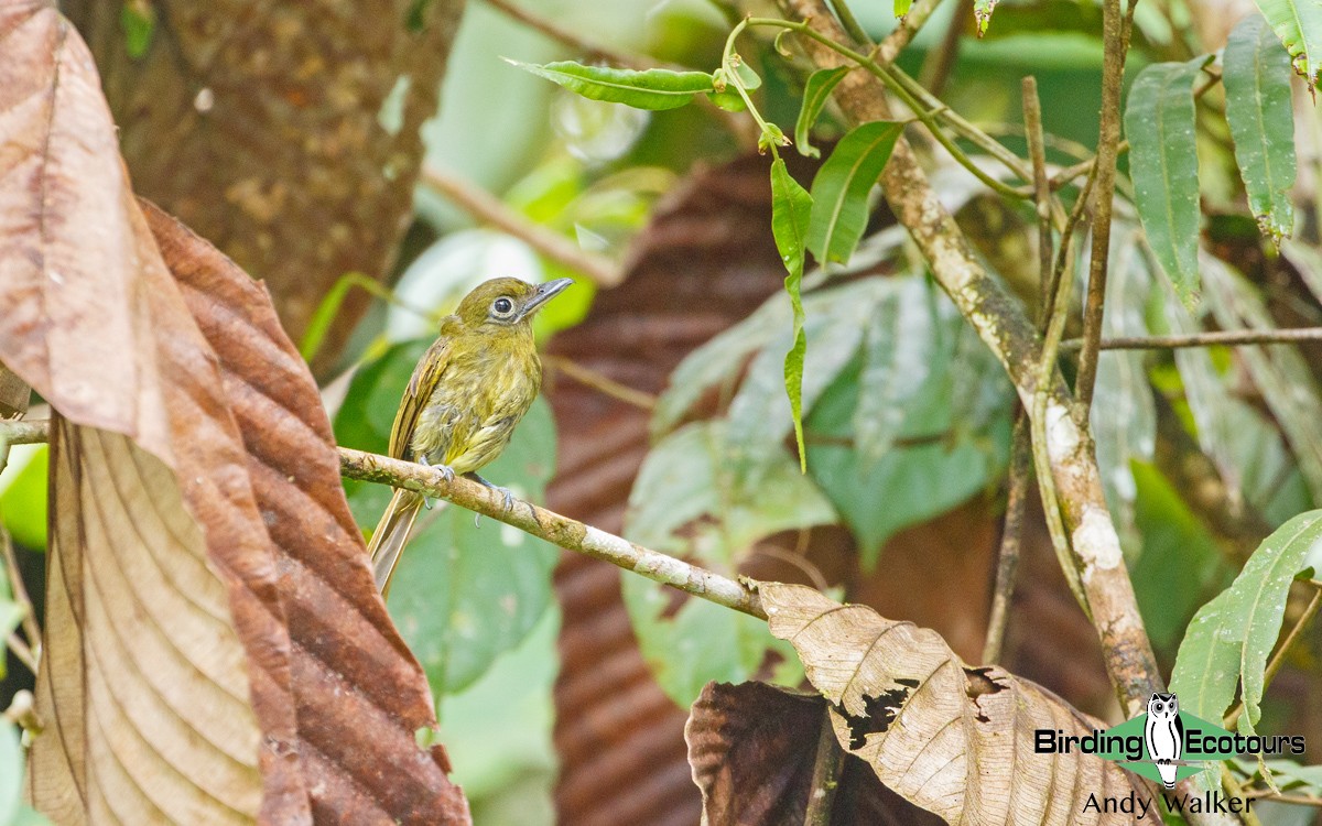 Pacific Flatbill - Andy Walker - Birding Ecotours