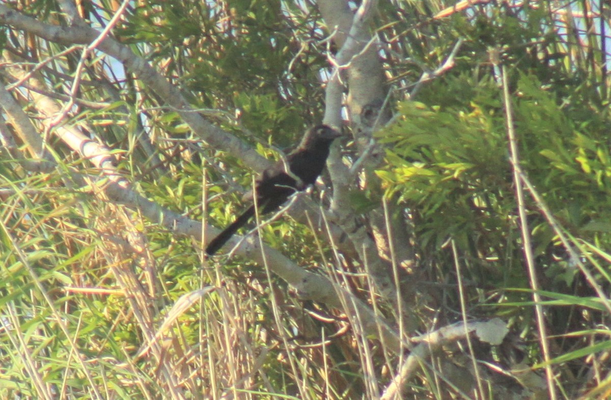 Smooth-billed Ani - ML166951861