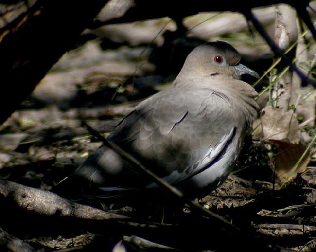 White-winged Dove - ML166953271