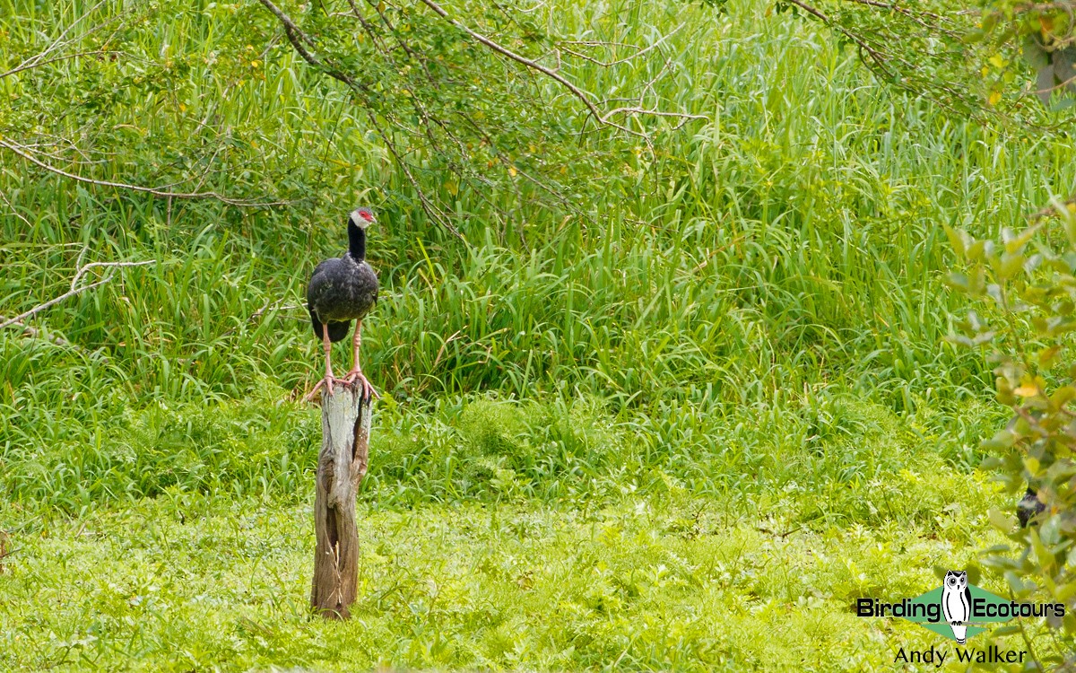 Northern Screamer - Andy Walker - Birding Ecotours