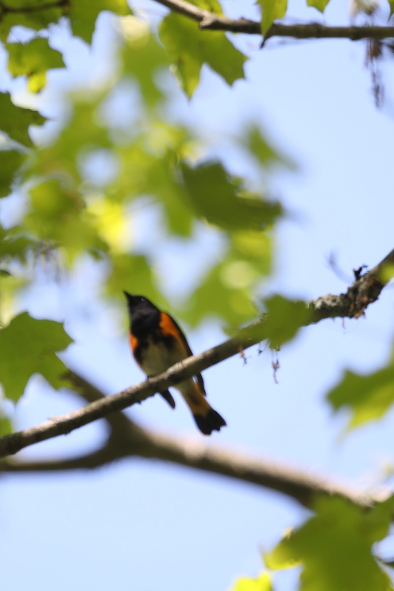 American Redstart - ML166956721