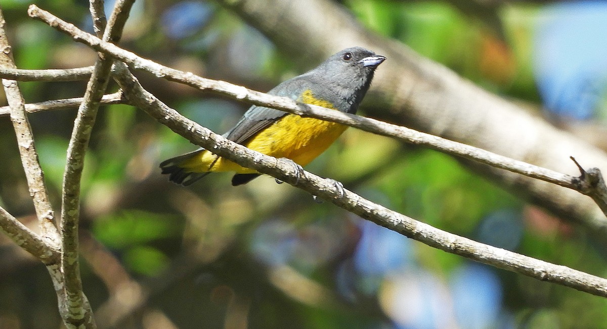 Plumbeous Euphonia - Ray Wershler