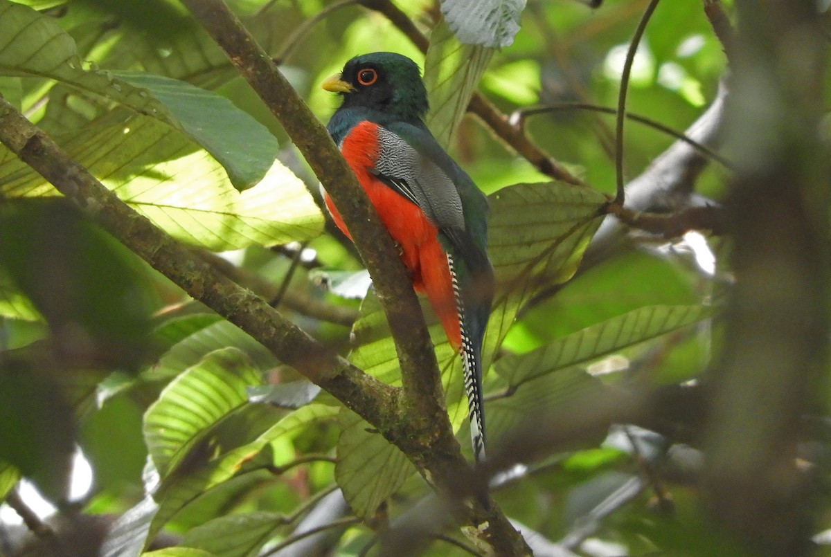 Collared Trogon - ML166957351