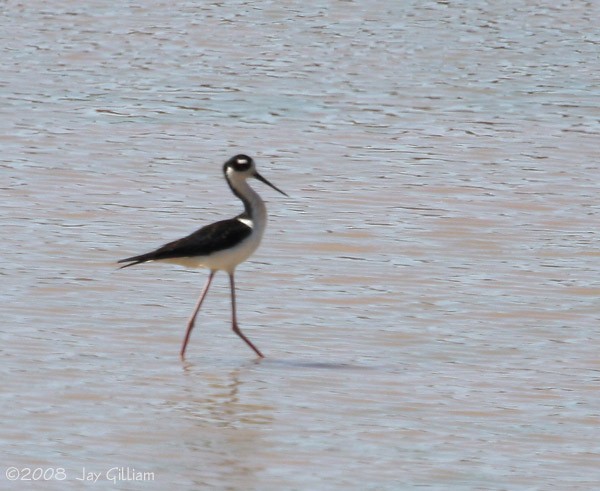 Black-necked Stilt - ML166957841