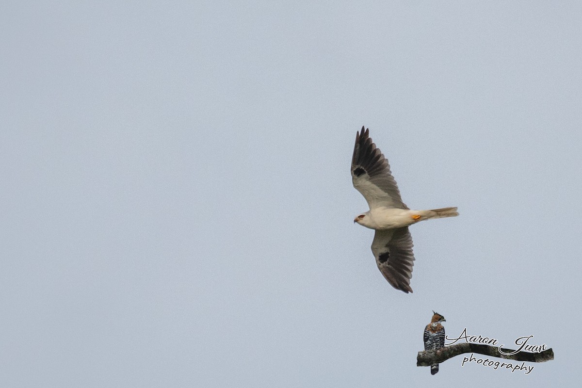White-tailed Kite - ML166958331