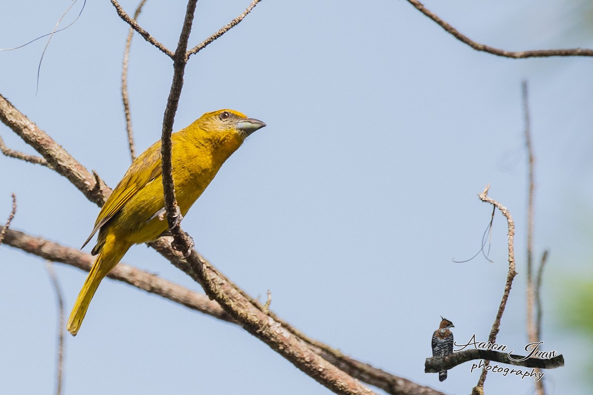 Hepatic Tanager - Aaron Juan