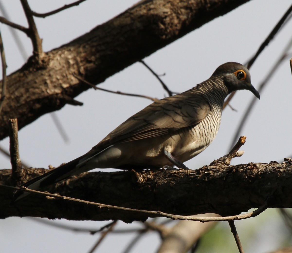 Barred Dove - ML166959951