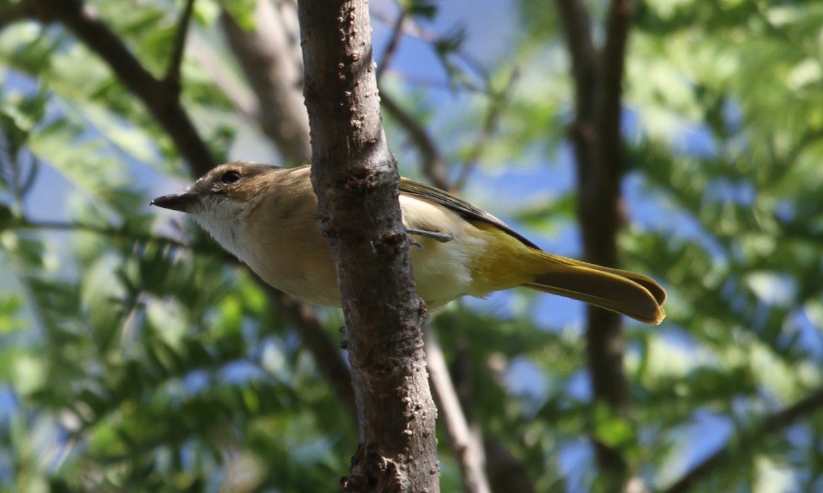 Fawn-breasted Whistler - Colin Trainor