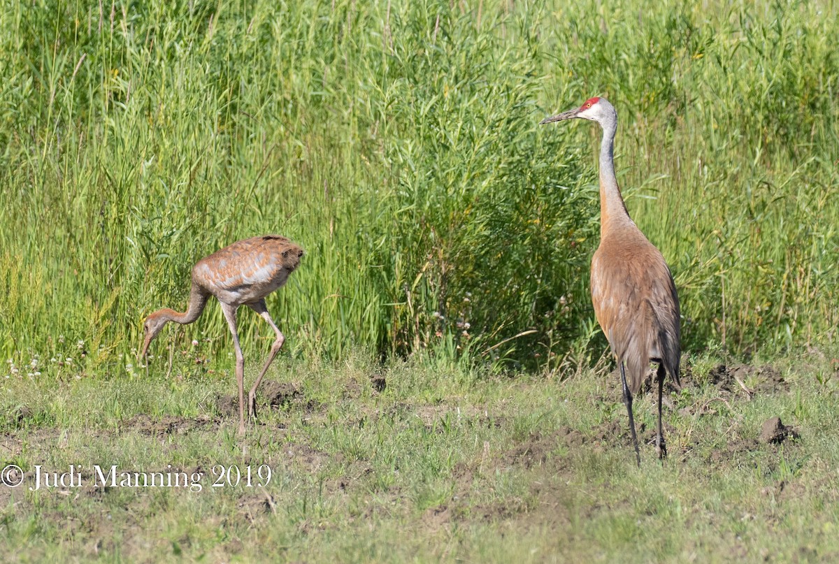 Sandhill Crane - Carl & Judi Manning