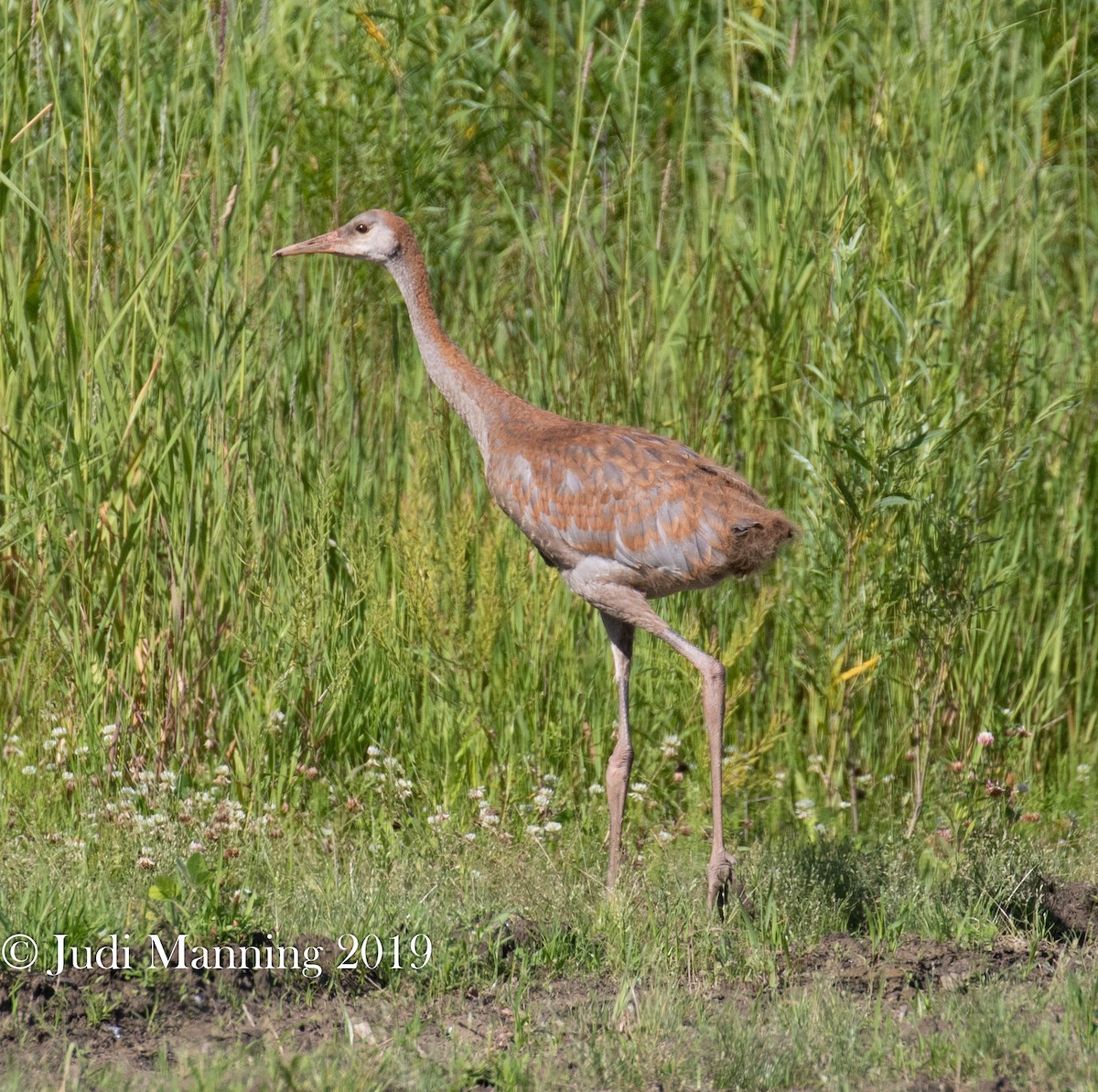 Sandhill Crane - Carl & Judi Manning