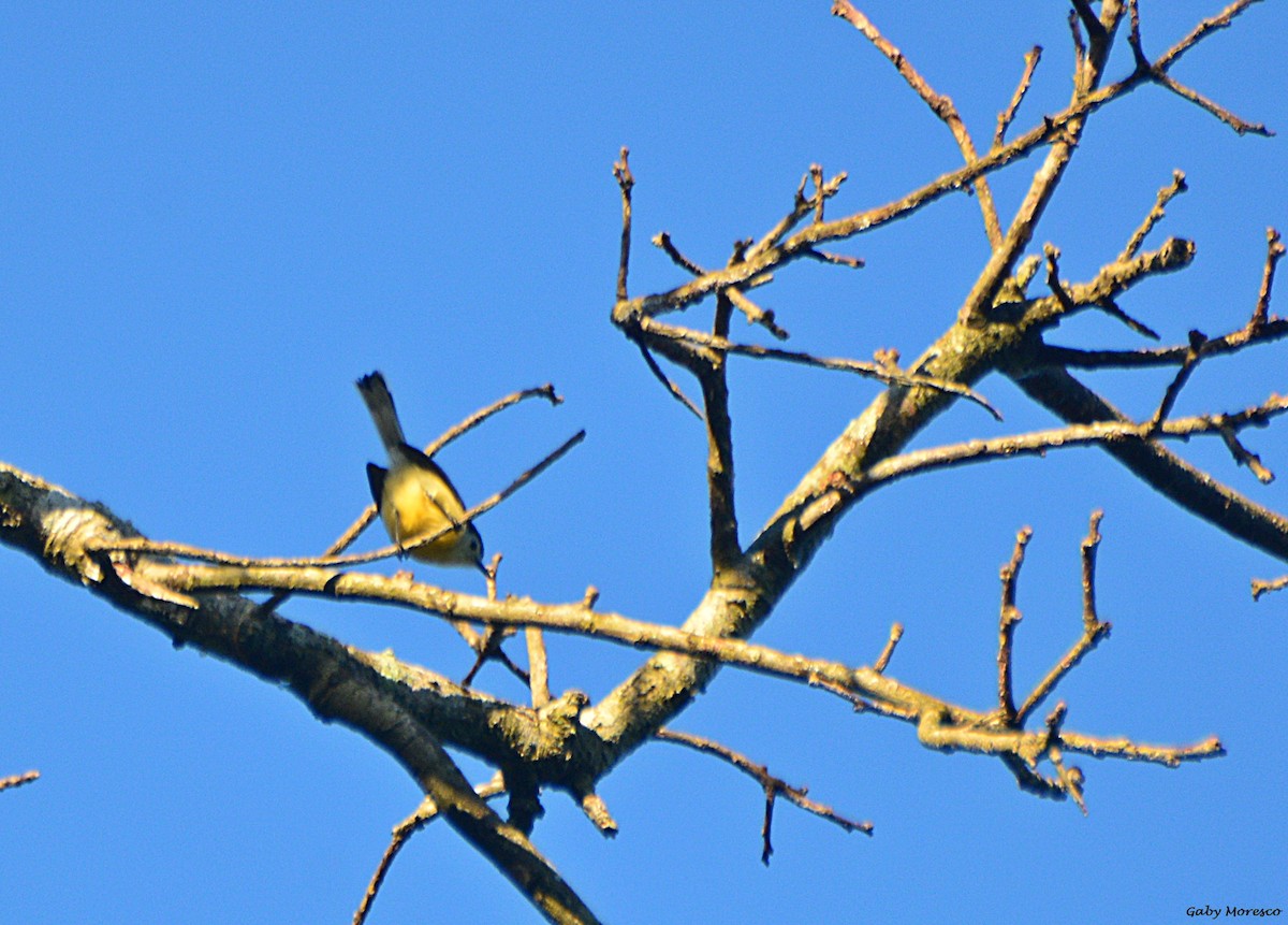 Creamy-bellied Gnatcatcher - Dante Gabriel Moresco