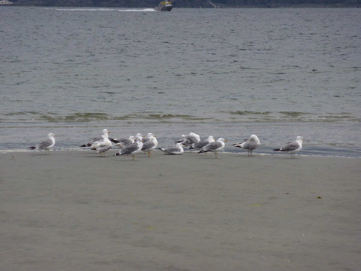 California Gull - ML166962021