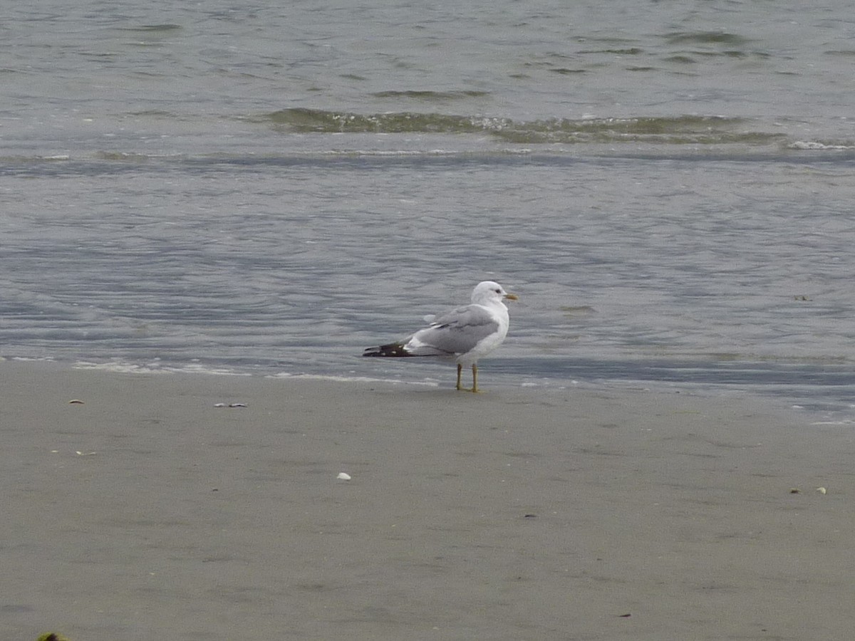 Short-billed Gull - ML166962051