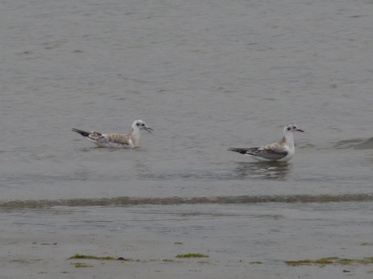 Bonaparte's Gull - Kai Sheffield