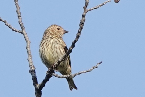 Pine Siskin - ML166962331