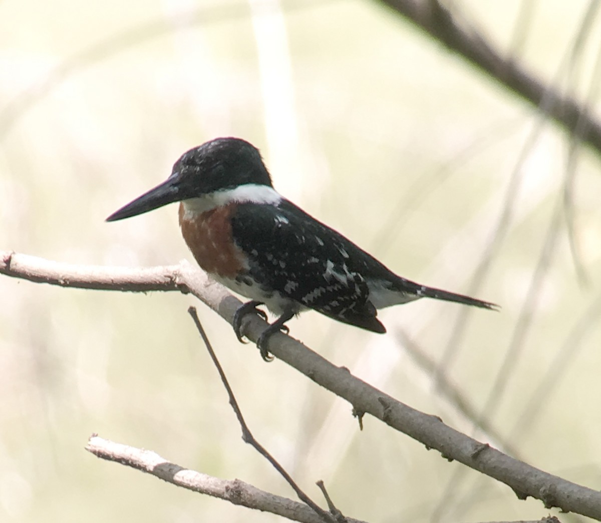 Green Kingfisher - ML166962371