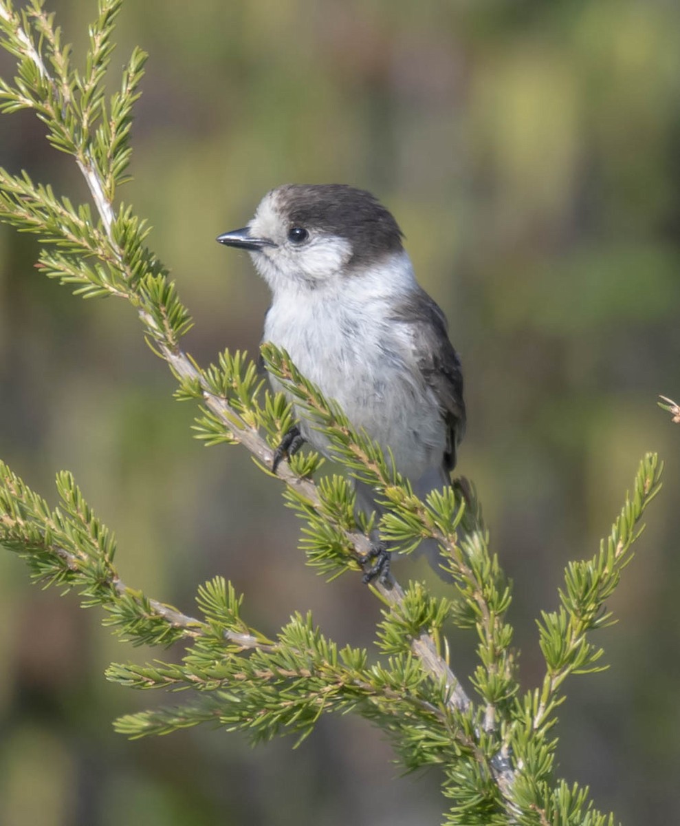 Canada Jay - ML166963301