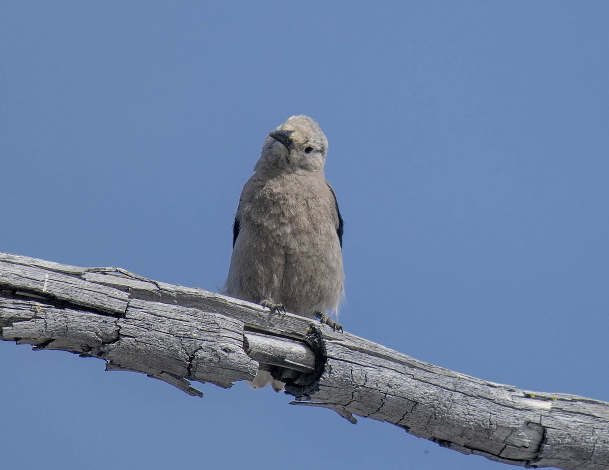 Clark's Nutcracker - ML166963411
