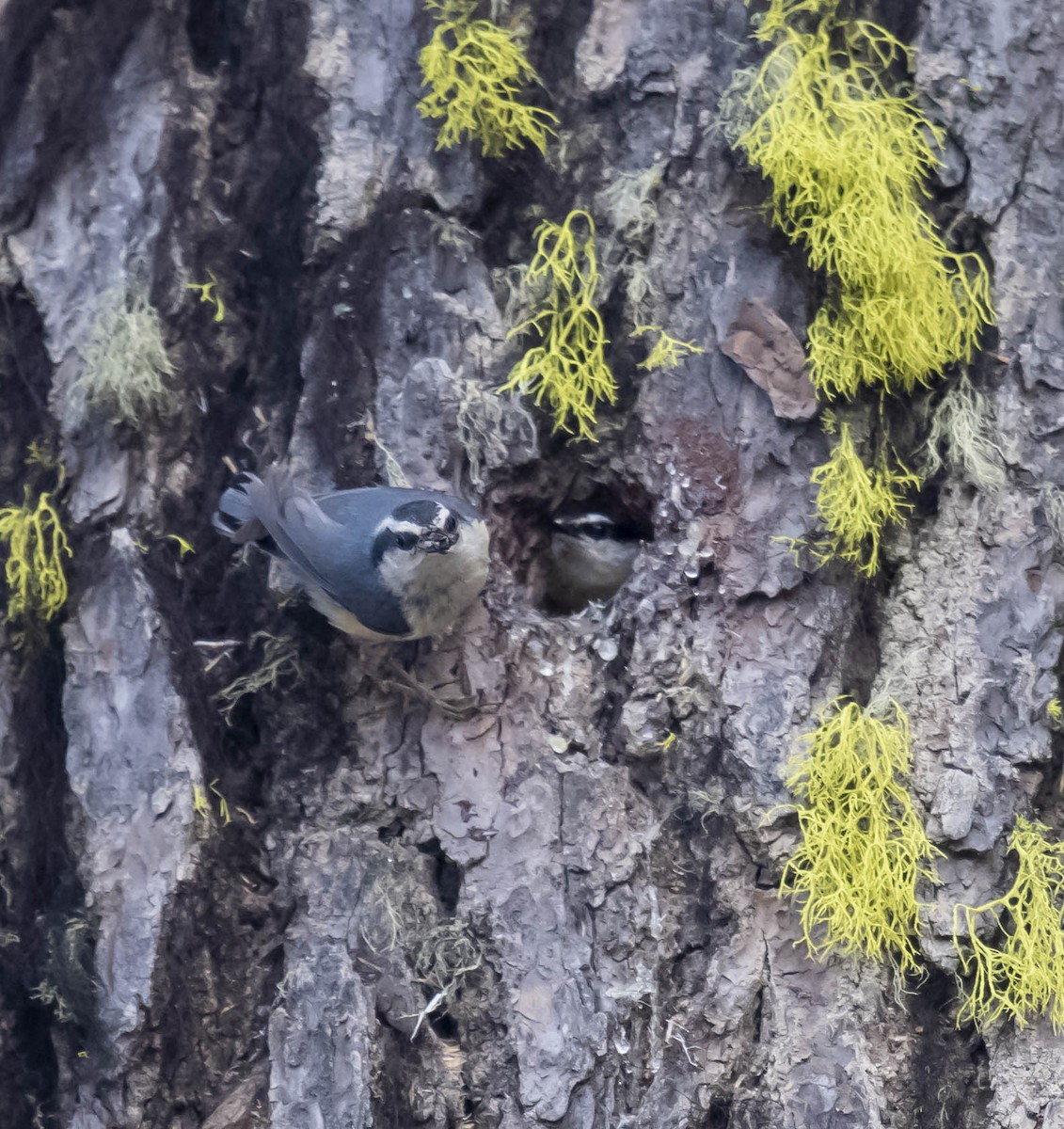 Red-breasted Nuthatch - ML166963431