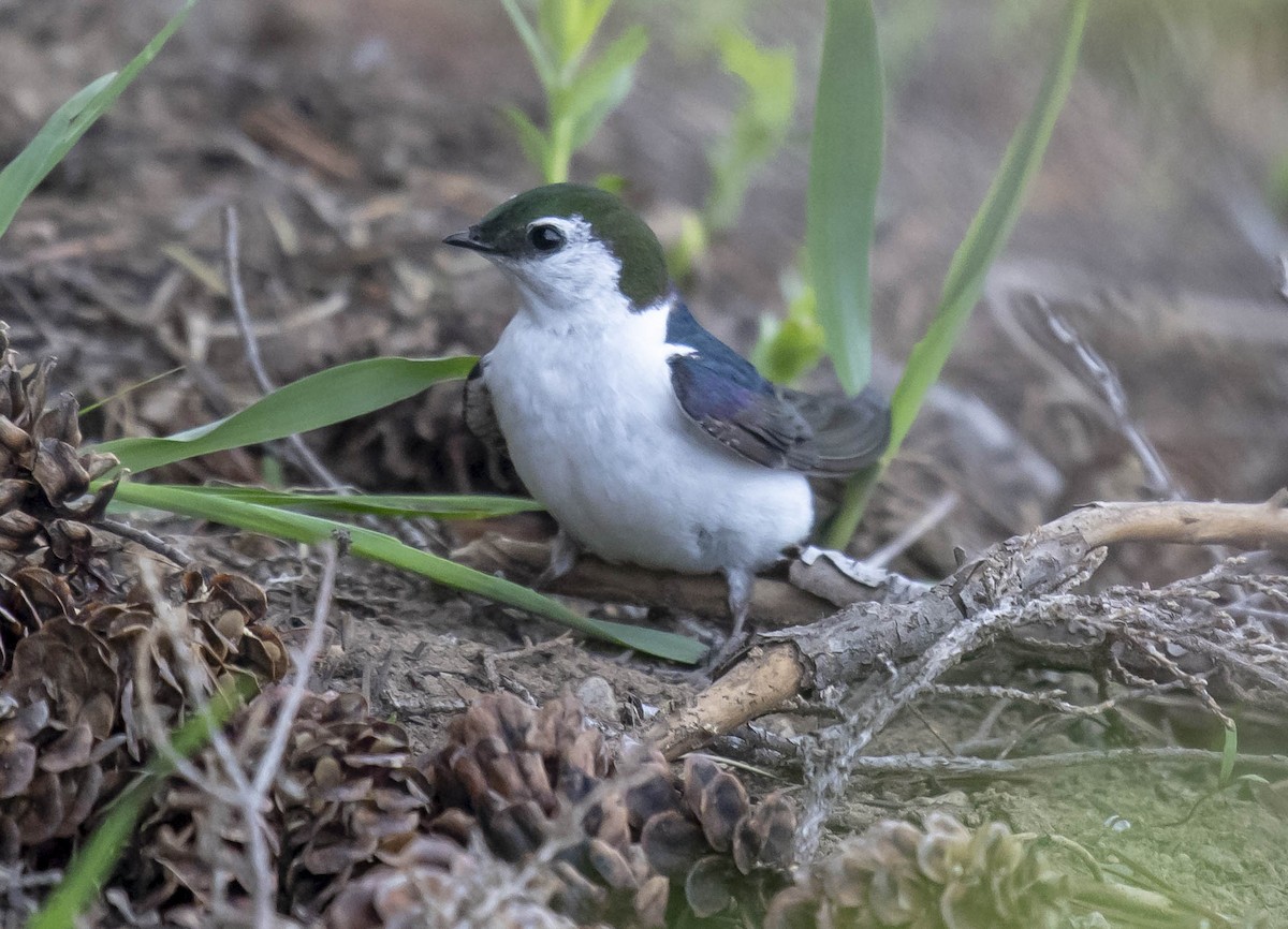Violet-green Swallow - ML166963451
