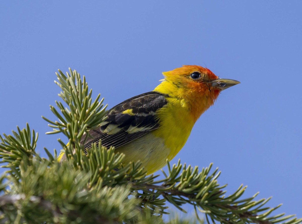 Western Tanager - ML166963481