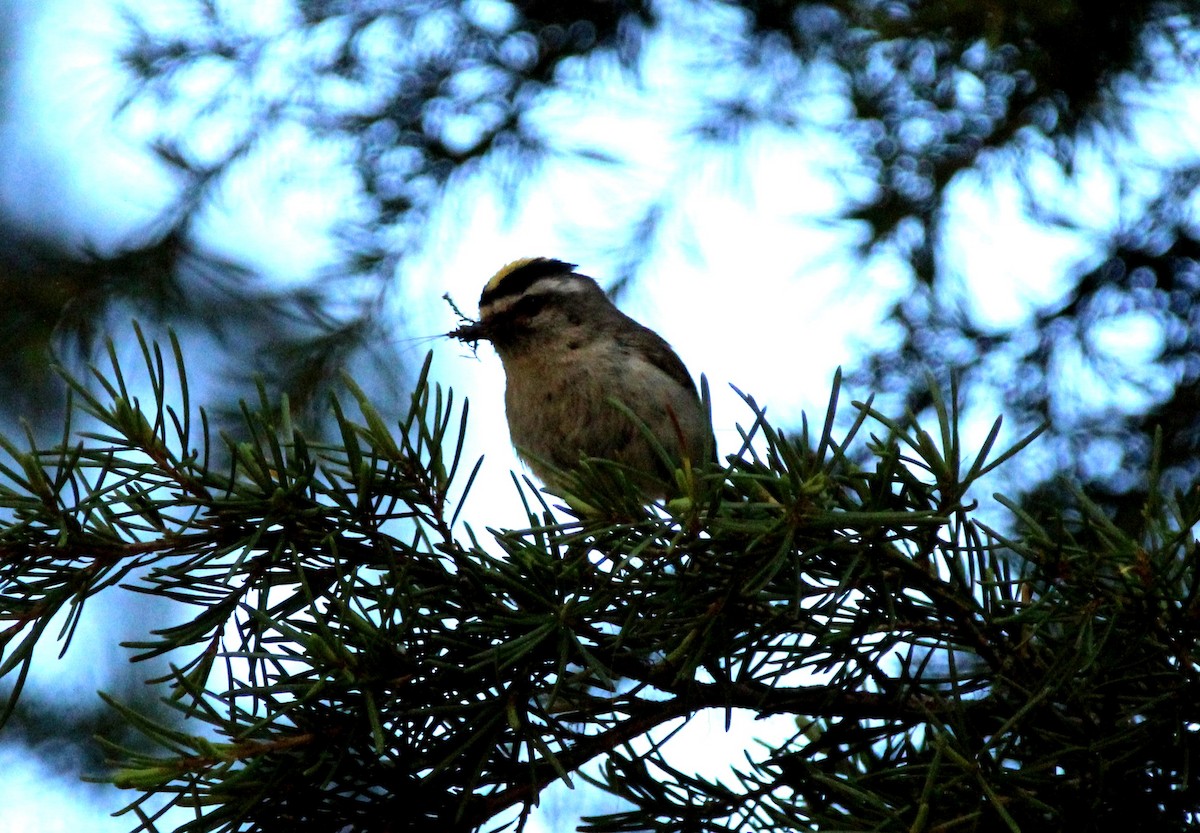 Golden-crowned Kinglet - ML166964461