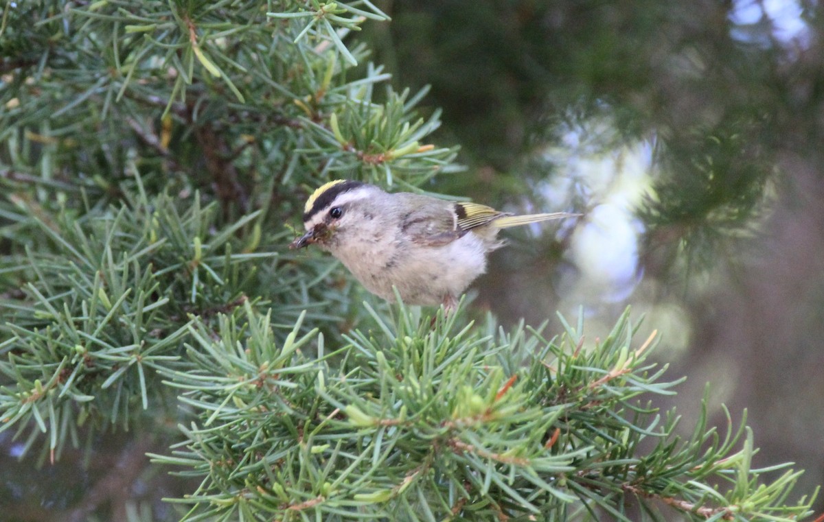 Golden-crowned Kinglet - ML166964541