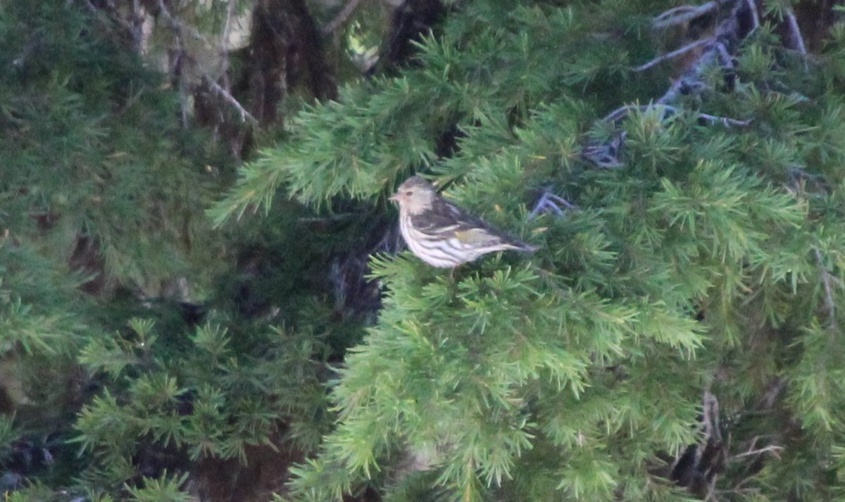 Pine Siskin - BJ dooley