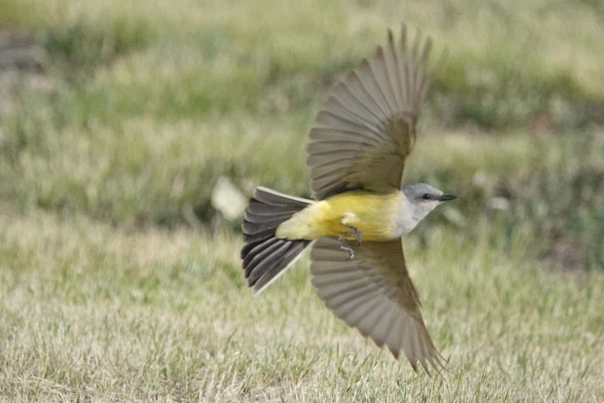 Western Kingbird - ML166965611