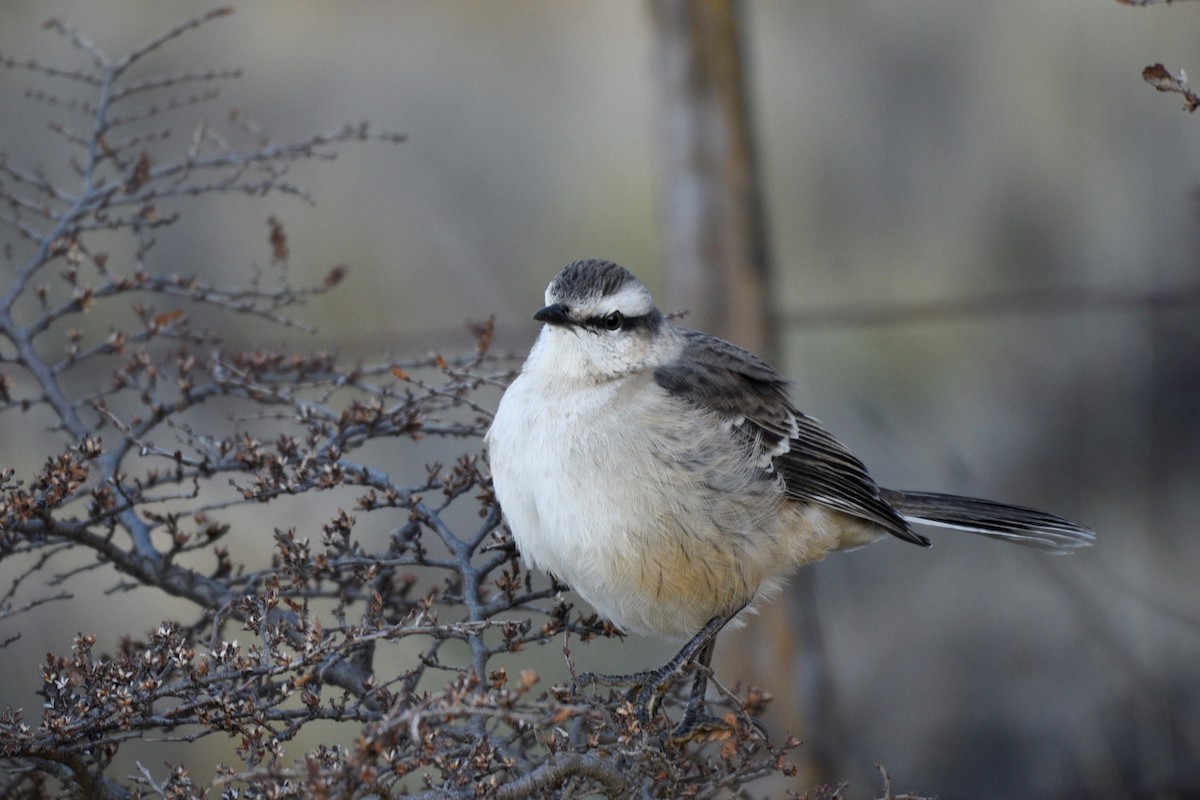 Chalk-browed Mockingbird - ML166968141