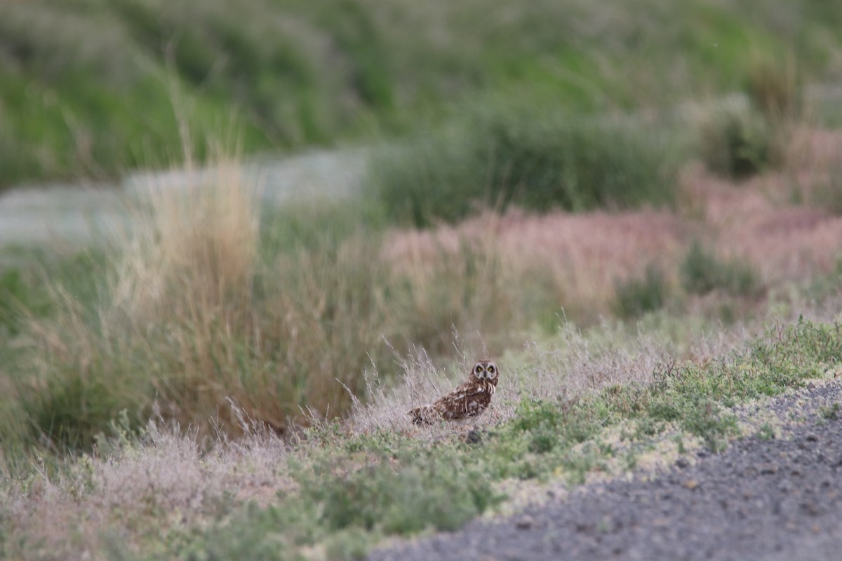 Short-eared Owl - ML166969181