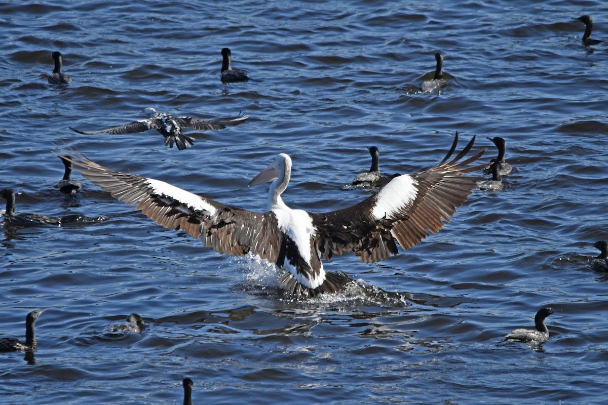 Australian Pelican - ML166969521