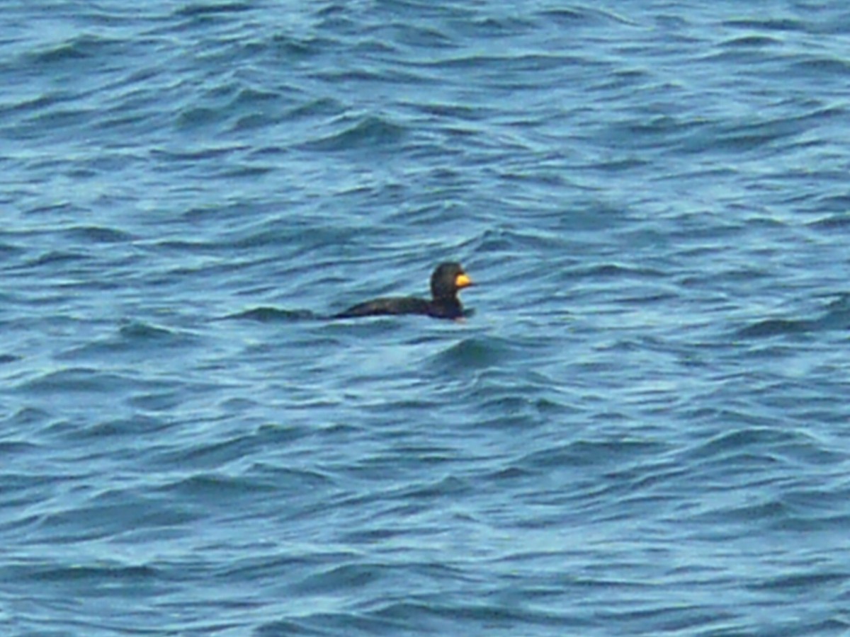 Black Scoter - ML166970221