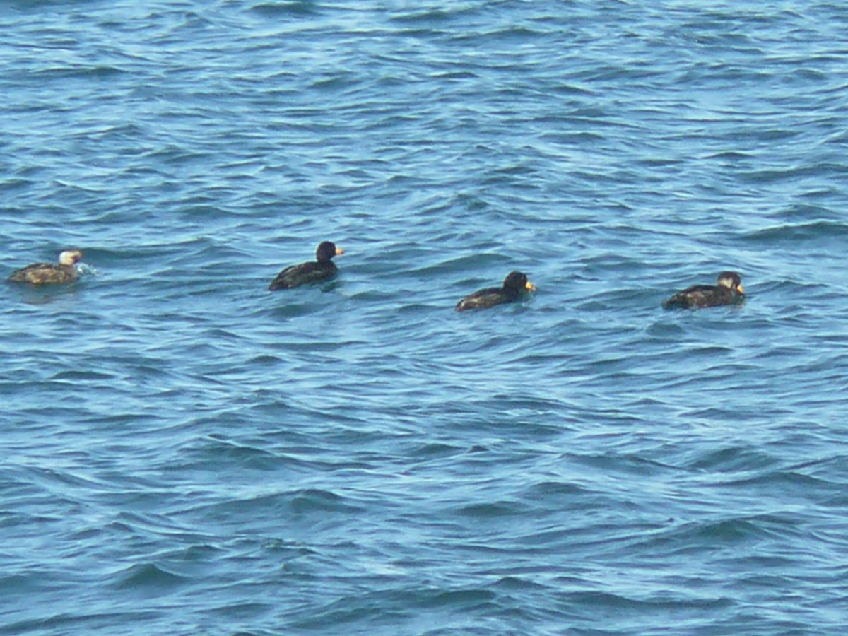 Black Scoter - ML166970241