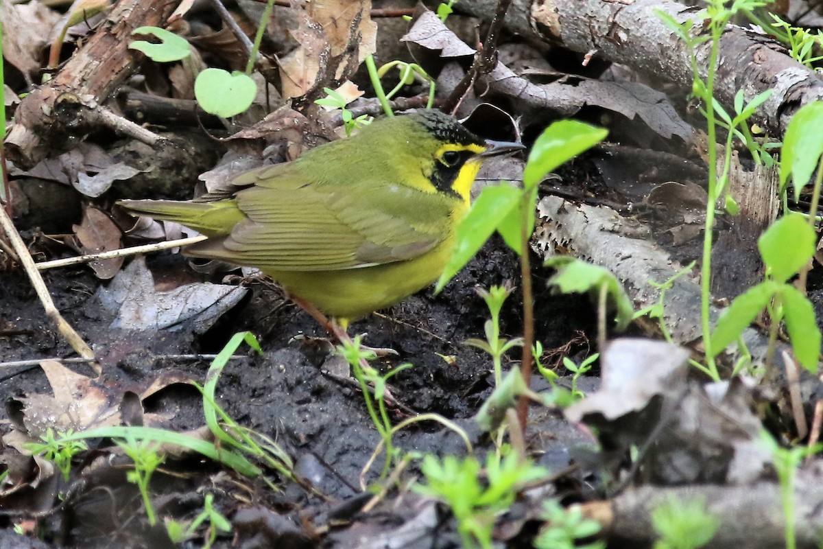 Kentucky Warbler - ML166970251