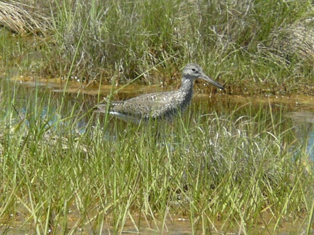 Willet - ML166970321