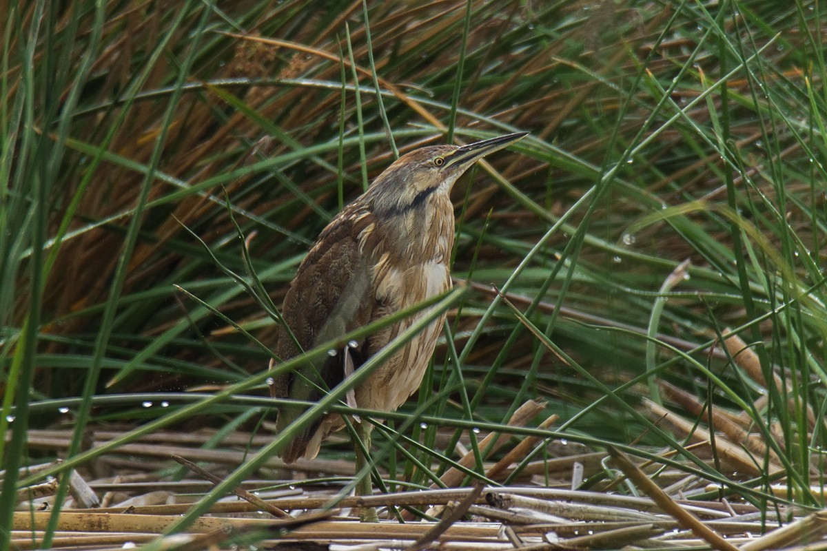 American Bittern - ML166974431