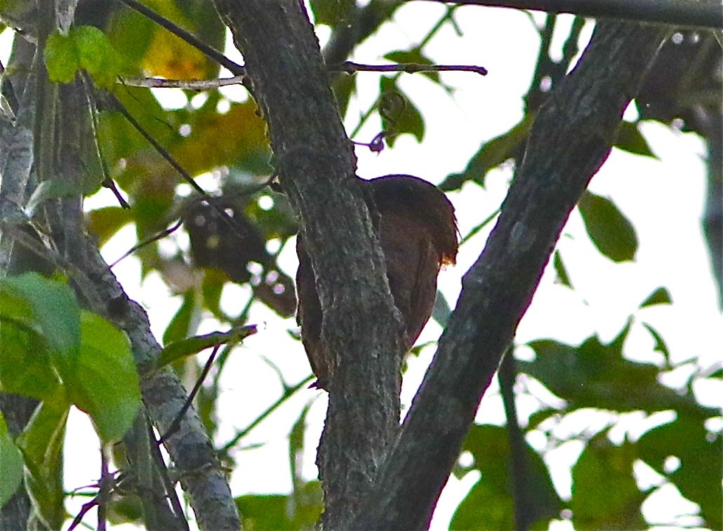 Rufous Woodpecker - ML166975361